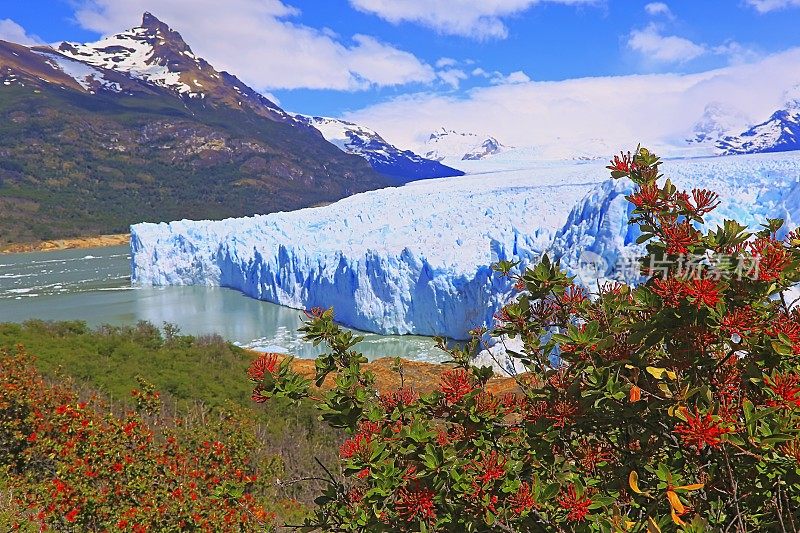 莫雷诺冰川和红色的野花，阿根廷湖- El Calafate，巴塔哥尼亚